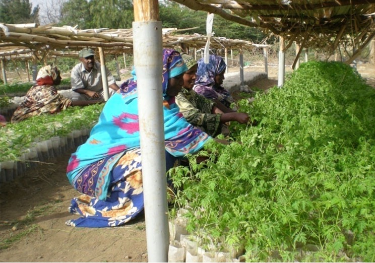 Women tending seedlings in a community nursery for sustainable agriculture